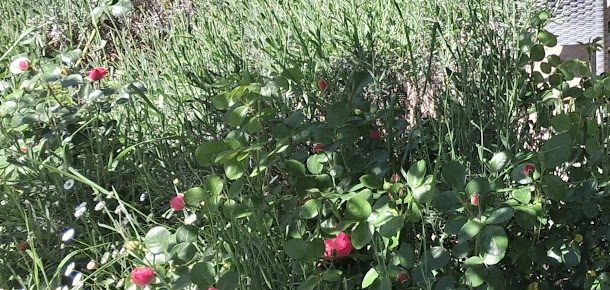 Il bordo fiorito del giardino, con lavanda e rose