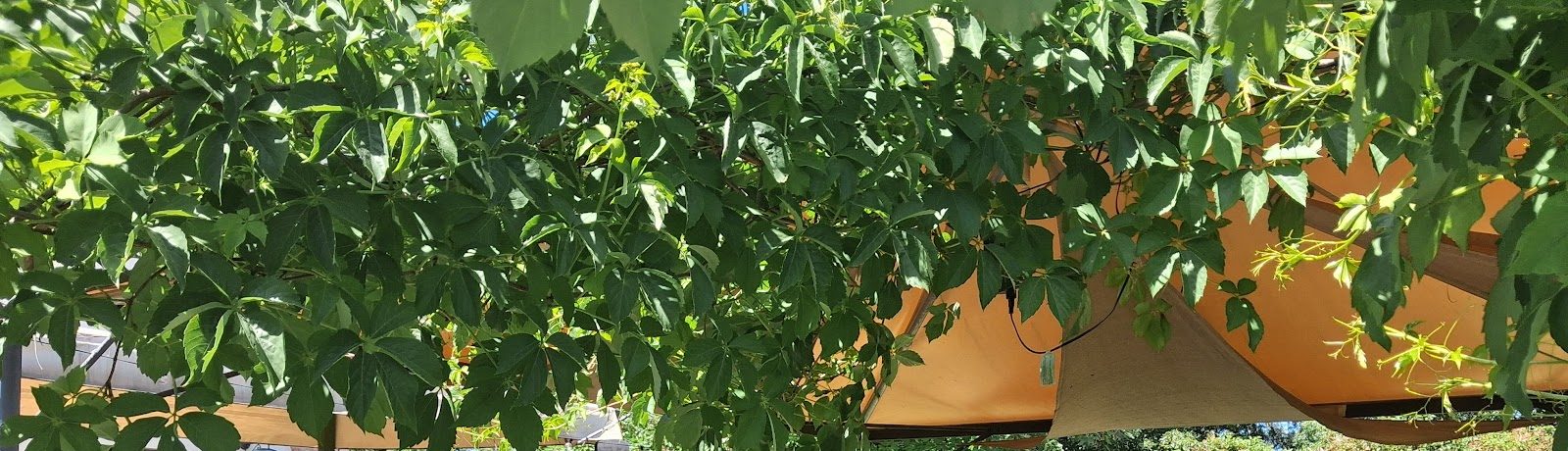 Il pergolato di vite del giardino di Casa SaPò